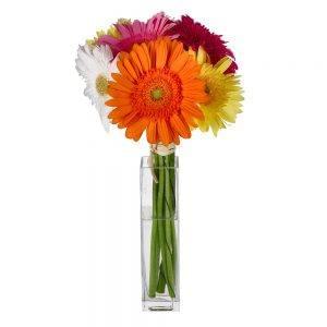 Atado de gerberas coloridas