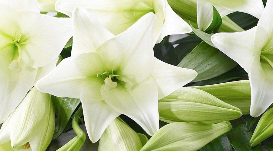 Lilium branco