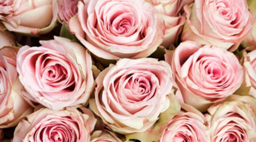 Cores de Rosas e seus Significados na hora de oferecer flores