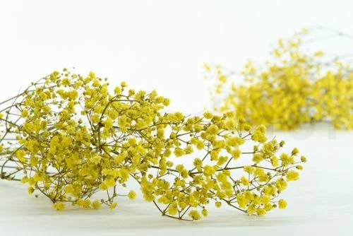 Gypsophila ou Vivaz Amarelo