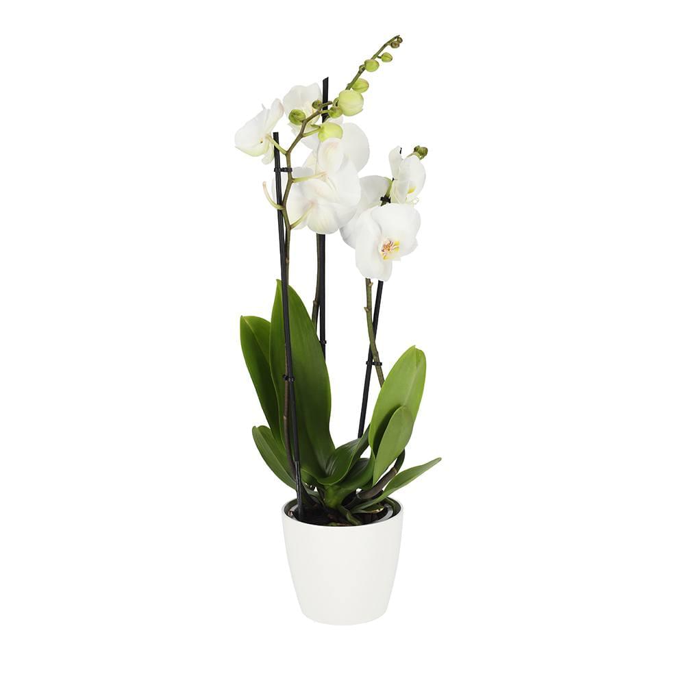 Orquídea Branca - Homeflora