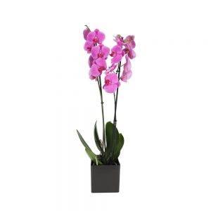 Orquídea Phalaenopsis